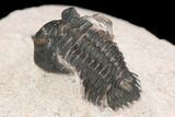 Bargain, Pseudocryphaeus Trilobite - Lghaft, morocco #126915-5